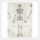 Search for vintage anatomy stickers Doctor