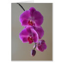 Recherche de phalaenopsis Floraison