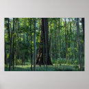 Recherche de de bouleau posters Parc