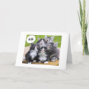 Search for silly cat birthday cards Kitten