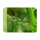 Search for lush green magnets Nature