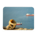 Search for ape magnets Wildlife