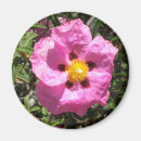 Recherche de rock magnete Rose