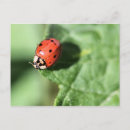 Search for lady bug postcards Insect