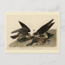 Search for falcon horizontal postcards Illustration