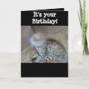 Search for bengal cat birthday cards Cats