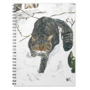 Recherche de felids Sauvage