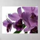 Recherche de cattleya orchids posters Tropical