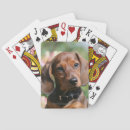 Search for dachshund playing cards Dog