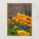 Recherche de poppy cartes postales Printemps