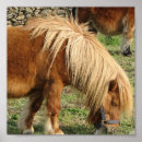 Recherche de shetland pony posters Horse