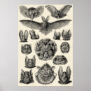 Recherche de naturalistes posters Scientifique