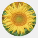 Search for sunflower fields stickers Botanical