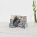 Search for black squirrel cards Squirrels