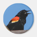 Search for blackbirds magnets Crow