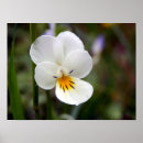 Search for violet spring flower posters Nature