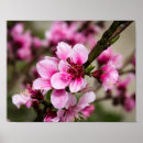 Search for cherry blossom posters Nature