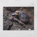 Search for tortoises postcards Galapagos