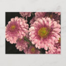 Search for mums postcards Floral