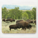 Recherche de bison tapis souris Wyoming