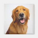 Search for golden retriever magnets Closeup