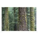 Recherche de forêt de séquoia posters Canyon des rois