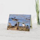 Recherche de oiseaux aquatiques vœux cartes Oie