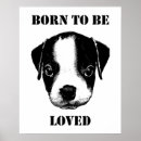 Recherche de boston terrier posters Animaux mignons