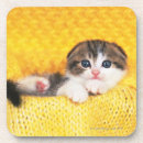 Search for breed coasters Looking at camera