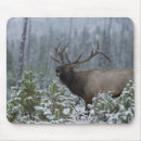 Search for rack electronics Wildlife