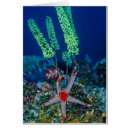 Search for tunicate Ocean