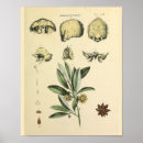 Recherche de herbals posters Vintage