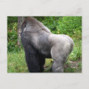 Search for silverback postcards nature