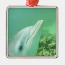 Search for bottlenosed dolphin ornaments Underwater