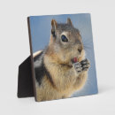 Search for squirrel plaques Cute