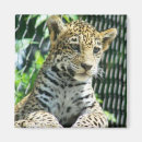 Recherche de jaguar magnets Sauvage