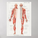 Search for medical diagram posters Vintage