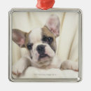 Search for english bulldog ornaments Animal
