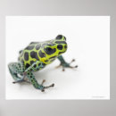 Search for poison dart frogs posters Amphibian