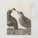 Recherche de caille cartes postales Illustration