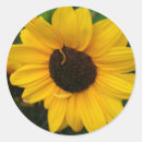 Search for flower petals stickers Sunflower