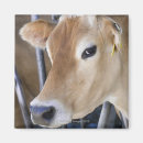 Search for dairy cow magnets Vertical