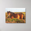 Search for exmoor Pony