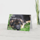 Recherche de allemand sheperd Chiot