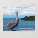 Search for key postcards Bird