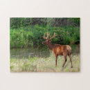Recherche de wapiti puzzles Superstock