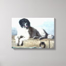 Search for newfoundland art Pets
