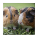 Recherche de cailloux carreaux Animal
