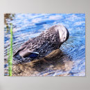 Recherche de toilettage posters Nature