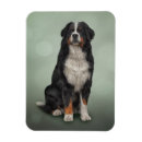 Search for bernese magnets Cute
